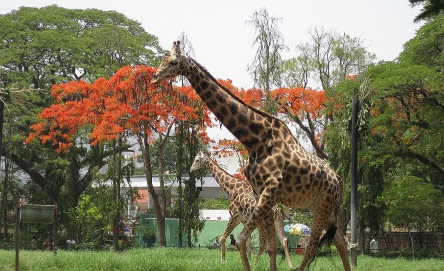 Sri Chamarajendra Zoological Gardens (Mysuru Zoo), Mysuru (Mysore), Karnataka - Vushii.com